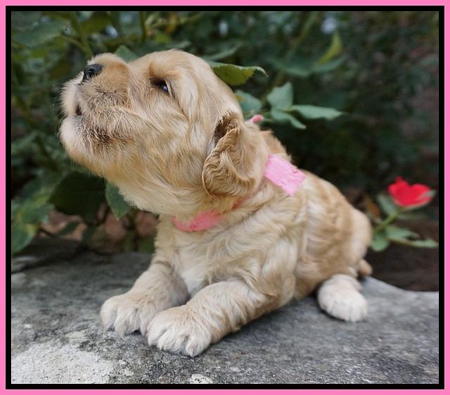 Mazie Blaze pups 3 wks old 41