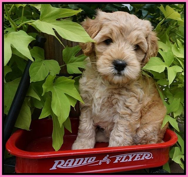 Mazie Blaze pups 6 wks old 21