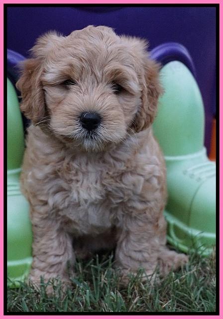 Mazie Blaze pups 7 wks old 31