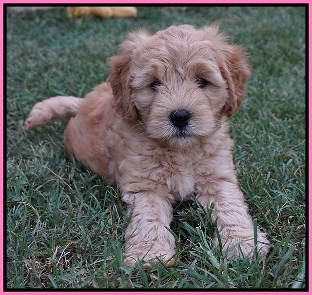 Mazie Blaze pups 7 wks old 51