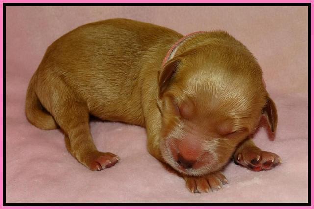 Mazie Blaze pups litter 2 61