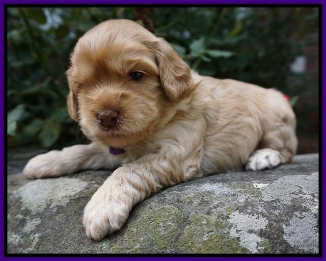 Mazie Blaze pups 3 wks old 51