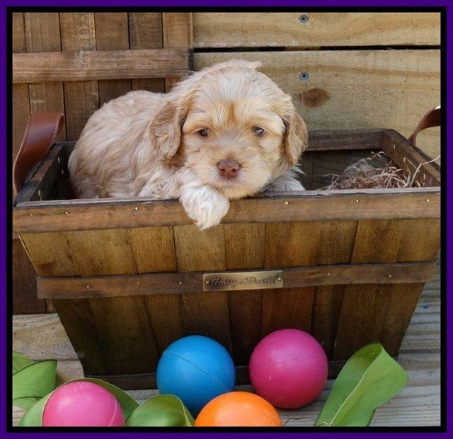 Mazie Blaze pups 4 wks old 81