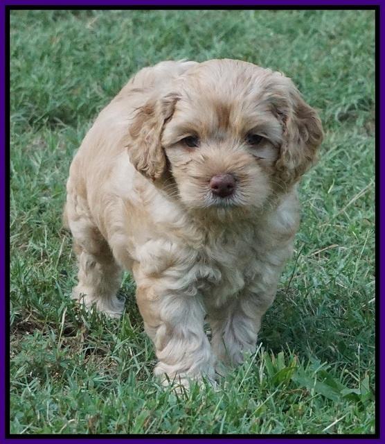 Mazie Blaze pups 5 wks old 6500