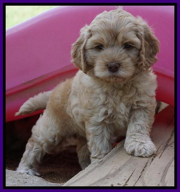 Mazie Blaze pups 6 wks old 71