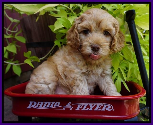 Mazie Blaze pups 6 wks old 91