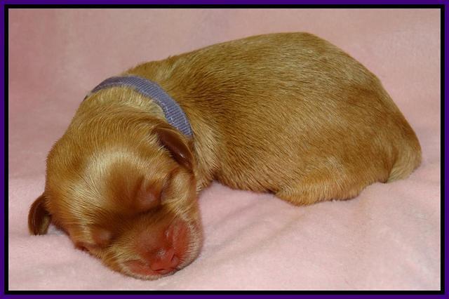 Mazie Blaze pups litter 2 101