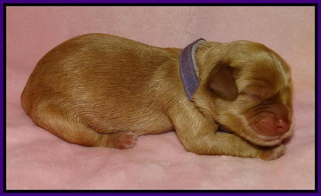 Mazie Blaze pups litter 2 91
