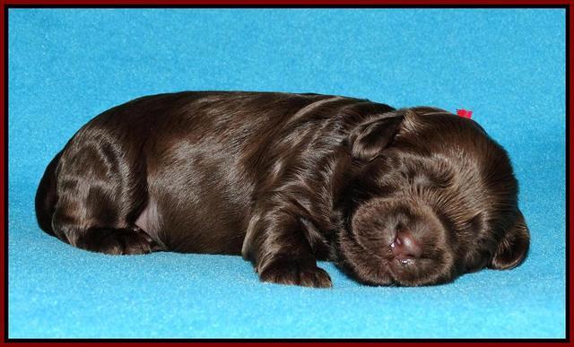 Mazie Blaze pups 1 wk old 71