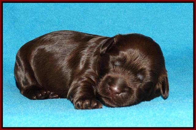 Mazie Blaze pups 1 wk old 81