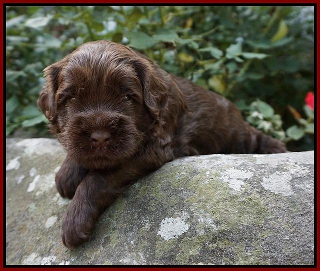 Mazie Blaze pups 3 wks old 101