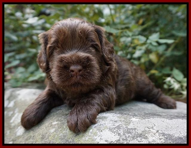Mazie Blaze pups 3 wks old 81