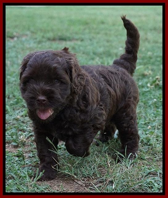 Mazie Blaze pups 5 wks old 13500