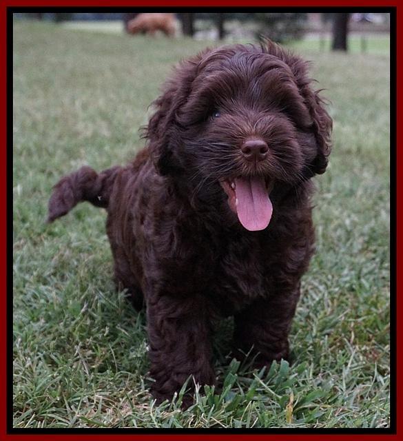 Mazie Blaze pups 7 wks old 111