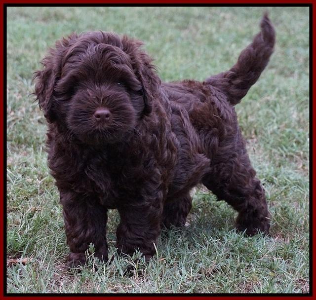 Mazie Blaze pups 7 wks old 131