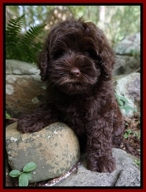 Mazie Blaze pups 8 wks old 111