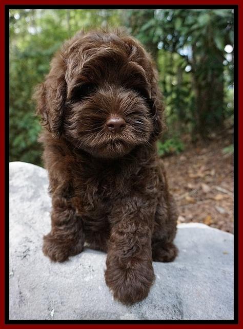 Mazie Blaze pups 8 wks old 121