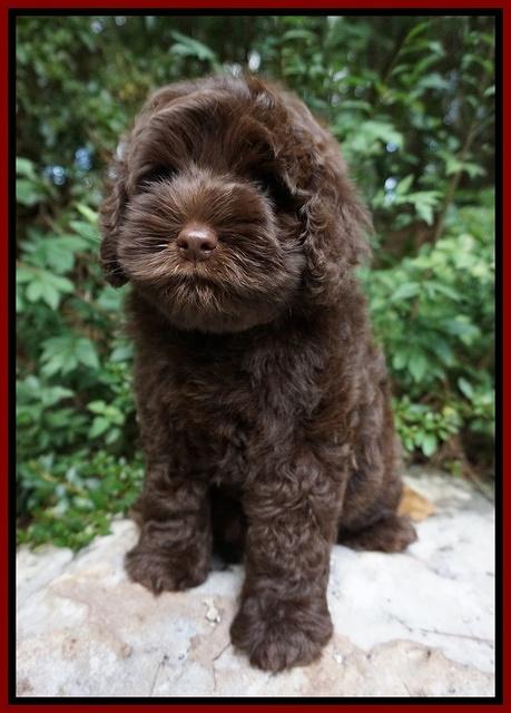 Mazie Blaze pups 8 wks old 131