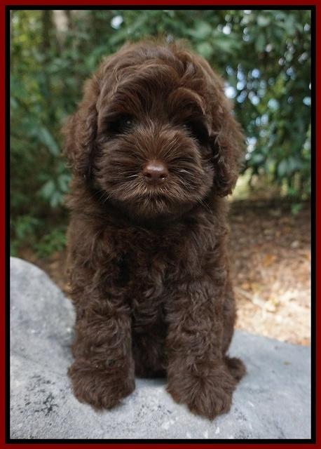 Mazie Blaze pups 8 wks old 141