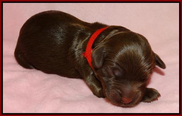 Mazie Blaze pups litter 2 81