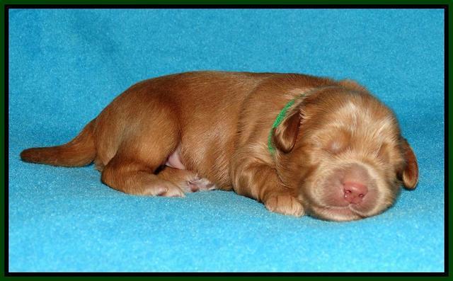 Mazie Blaze pups 1 wk old 111