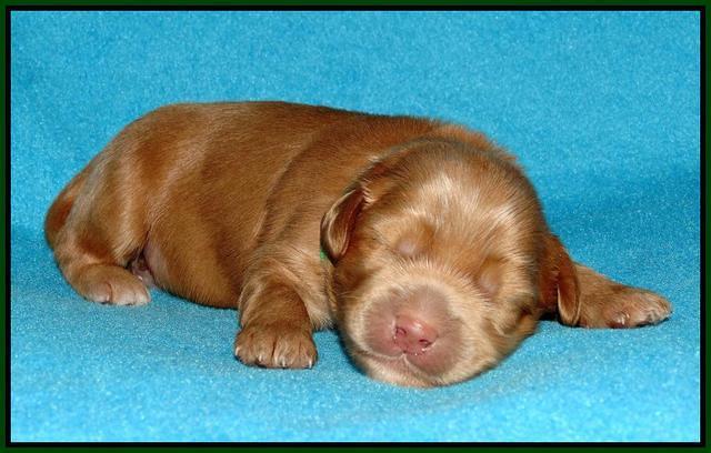 Mazie Blaze pups 1 wk old 121