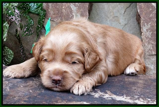 Mazie Blaze pups 2 wks old 31