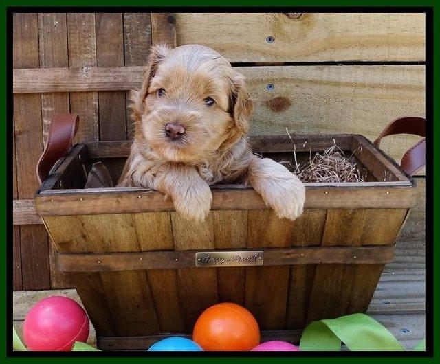 Mazie Blaze pups 4 wks old 131