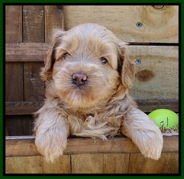 Mazie Blaze pups 4 wks old 141