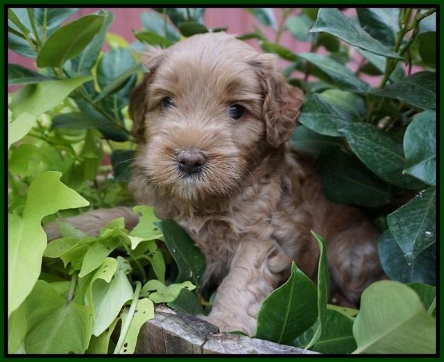 Mazie Blaze pups 5 wks old 121