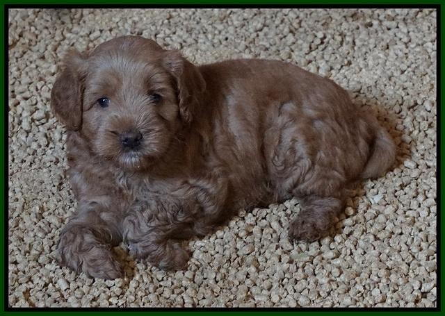 Mazie Blaze pups 5 wks old 5100