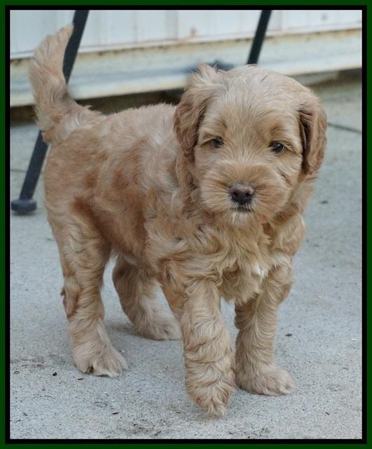 Mazie Blaze pups 5 wks old 9500