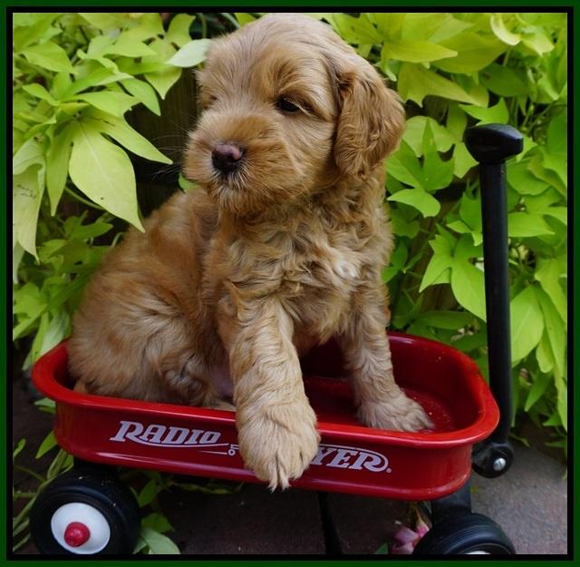 Mazie Blaze pups 6 wks old 1182