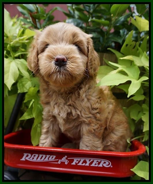 Mazie Blaze pups 6 wks old 151