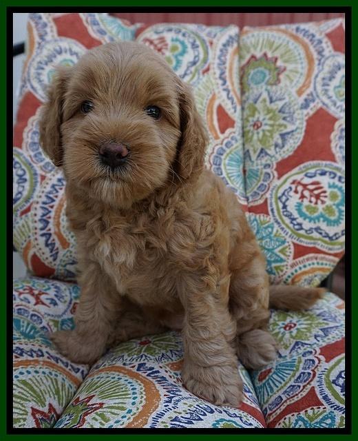 Mazie Blaze pups 6 wks old 161