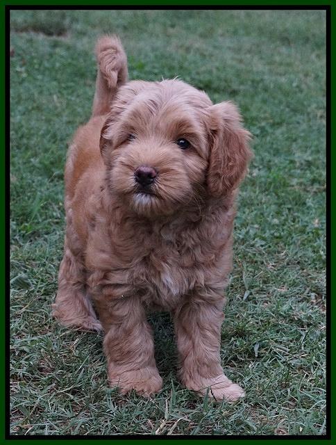 Mazie Blaze pups 7 wks old 141
