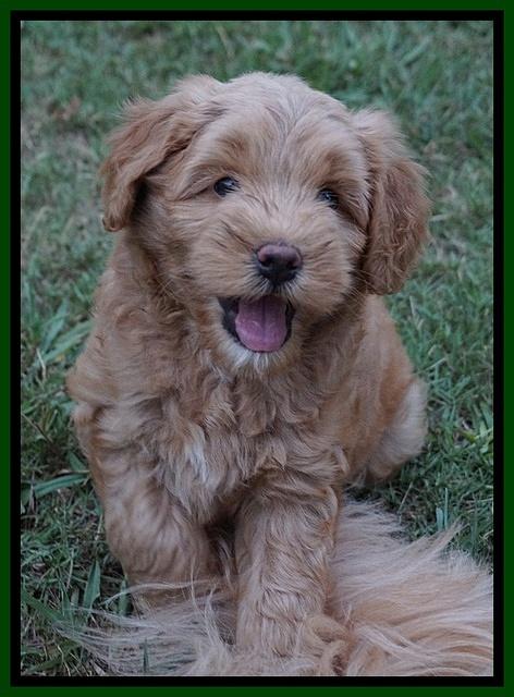 Mazie Blaze pups 7 wks old 181