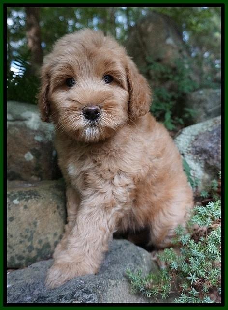 Mazie Blaze pups 8 wks old 161