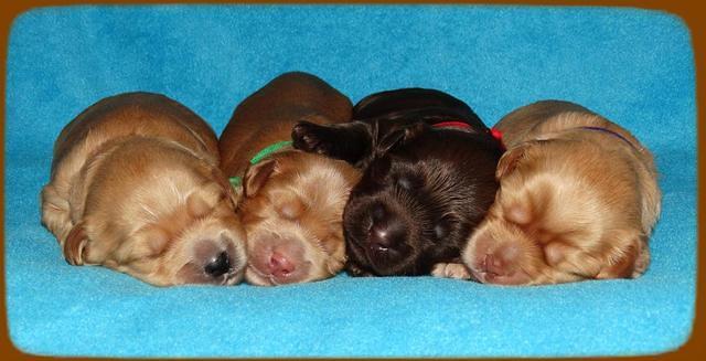Mazie Blaze pups 1 wk old 131
