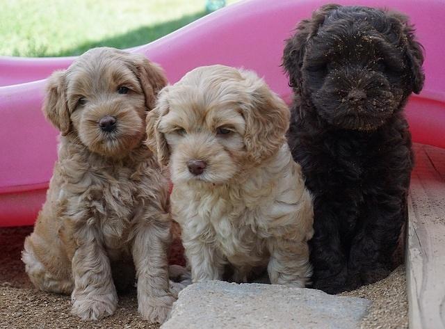 Mazie Blaze pups 6 wks old 41