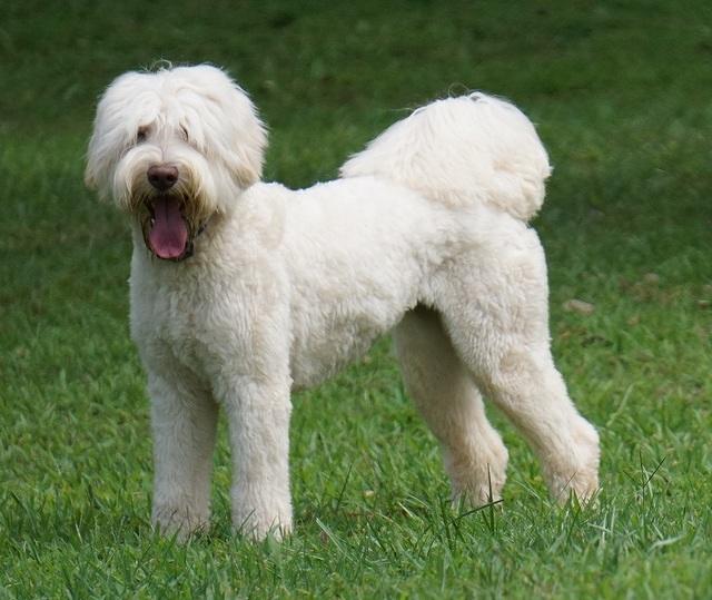 Ivory 14 mos old stand