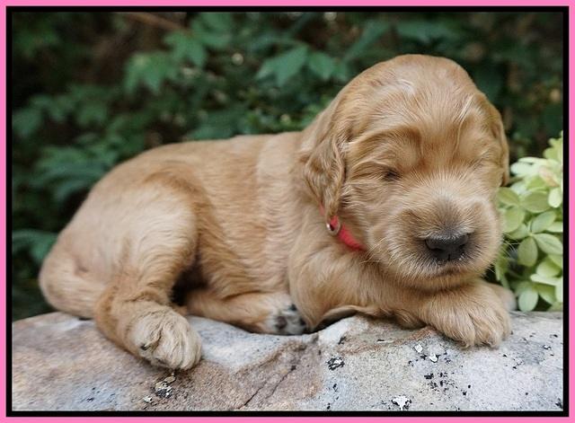 Ivory Talon pups 2 wks old 11