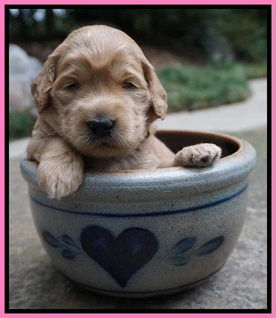 Ivory Talon pups 3 wks old 31