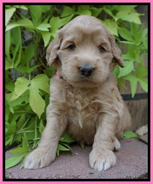 Ivory Talon pups 4 wks old 31