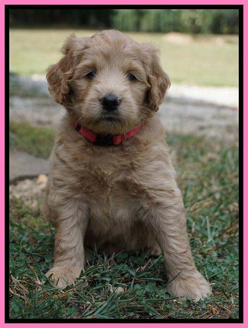 Ivory Talon pups 5 wks old 21