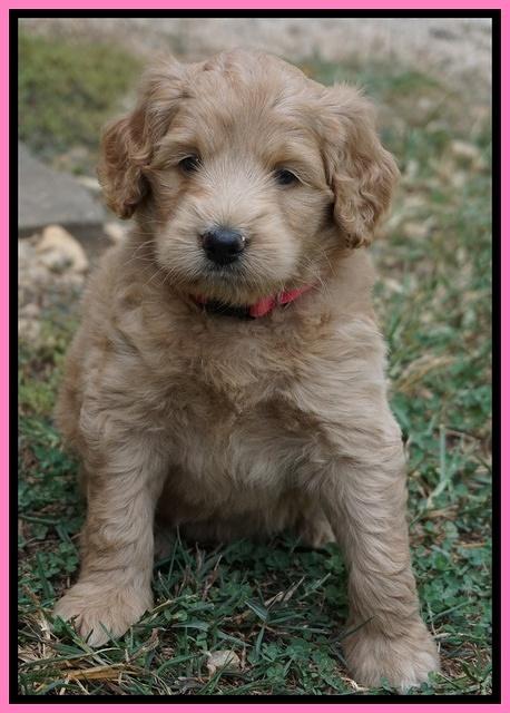 Ivory Talon pups 5 wks old 41