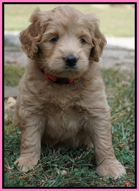 Ivory Talon pups 5 wks old 51