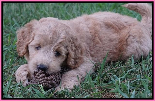 Ivory Talon pups 6 wks old11