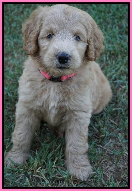 Ivory Talon pups 6 wks old71