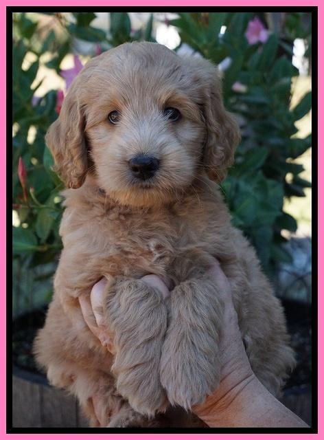 Ivory Talon pups 7 wks old 51